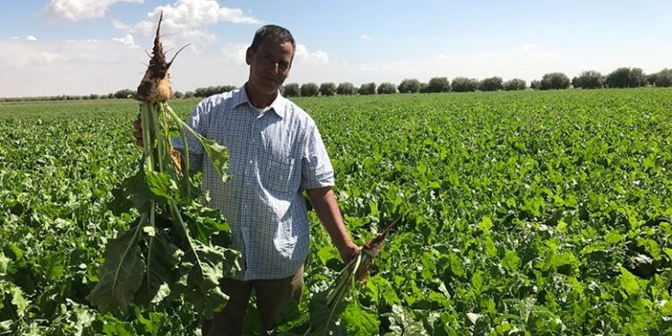 المغرب تنقذ محاصيلها الزراعية من الجفاف والعواصف الرملية والبرد بالتأمين على المخاطر المناخية في شركة محلية تتعاون مع وزارَتَيْ الزراعة والمالية…