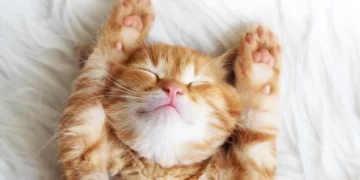 دواء جديد يعالج  حساسية وَبِرْ القطط…