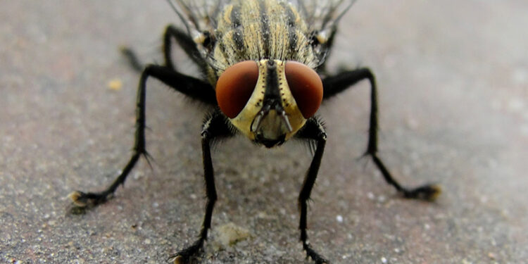 ذبابة في الإمعاء الغليظة  حيّرت الأطباء:  من أين دخلت وكيف؟