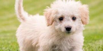 ليتهم يحظون برعاية كلب زميلي!