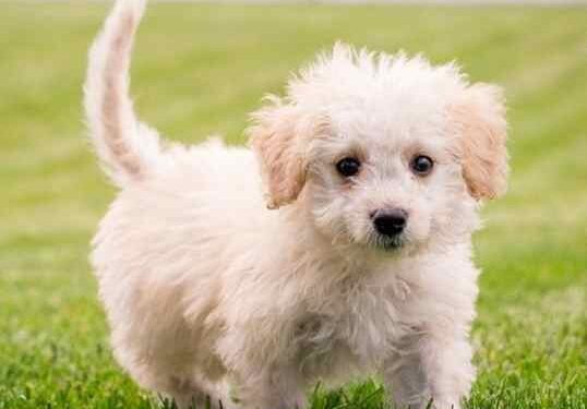 ليتهم يحظون برعاية كلب زميلي!