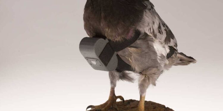 الهند تُطلق سراح حمامة متهمة بالتجسّس بعد تبرئتها…