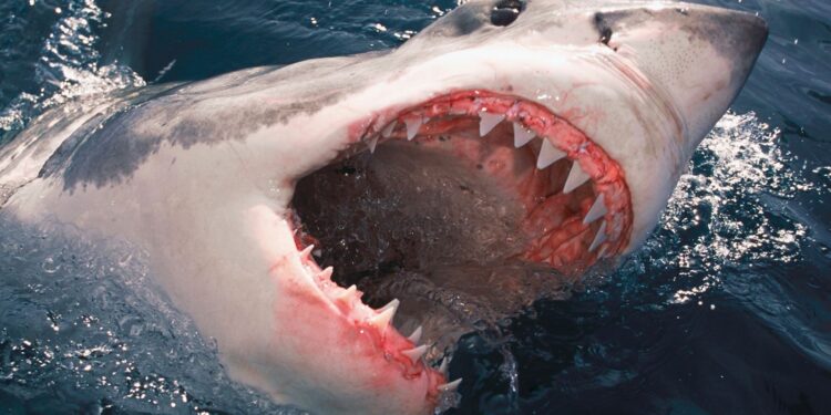 سمك القرش لم يزْدَدْ عدداً ولكنه ازداد شراسة والحصيلة: 63 تعرضوا لعضات خطرة في 2023…