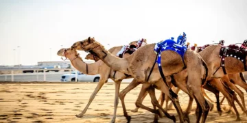 ميدان السباق في محافظة “العلا” يستضيف النسخة الأولى من بطولة كأس العرب للهجن في أيار المقبل…