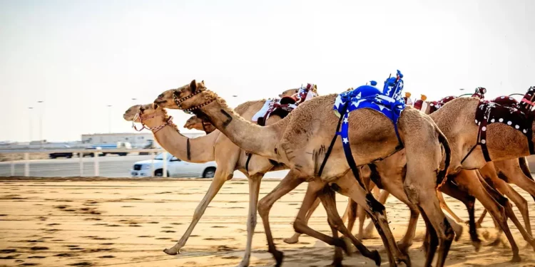ميدان السباق في محافظة “العلا”يستضيف النسخة الأولى من بطولةكأس العرب للهجن في أيار المقبل…