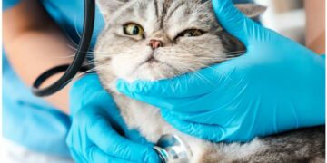 :عندما حوّلتُ القطّ إلى نمر!