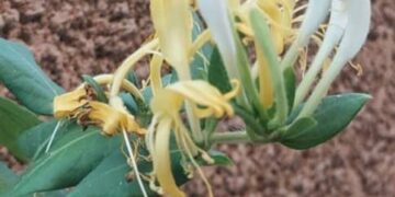 لا عطر للأزاهير الصناعية وعندما تقترب من الياسمين تشمّ رائحته الطيّبة…