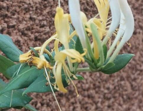 لا عطر للأزاهير الصناعية وعندما تقترب من الياسمين تشمّ رائحته الطيّبة…