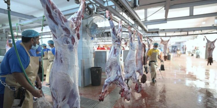 وصل العدد الإجمالي الى 455 ألف رأس ماشية…مكّة المكرمة سجّلت أعلى عددمن المذبوحات في الأضحىتلتها مسالخ الرياض فالمدينة المنوّرة..