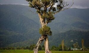 “الشجرة السائرة” في نيوزيلنداتفوز بالذهبية على “الصفصافة”الخارجة من بحيرة “واناكا”…