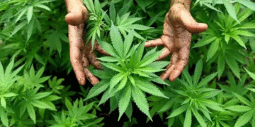 مدخنو “حشيشة الكيف” حذارِ: تدخلكم العناية المركّزة  عند الإصابة بـ “كوفيد” وتشلّ جهاز المناعة في الجسم..