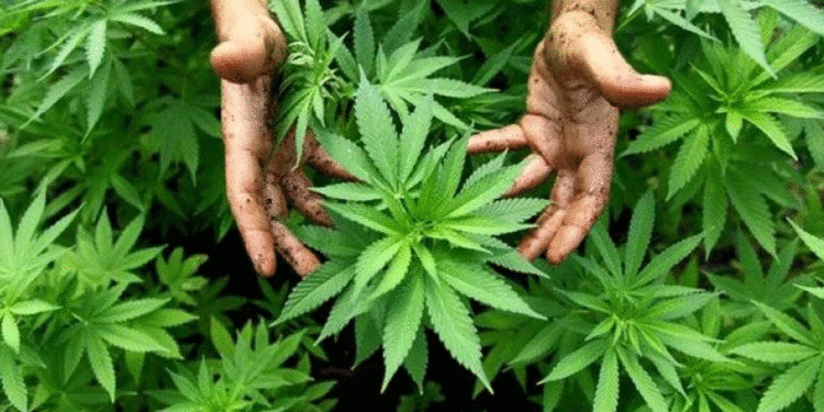 مدخنو “حشيشة الكيف” حذارِ:تدخلكم العناية المركّزة عند الإصابة بـ “كوفيد”وتشلّ جهاز المناعة في الجسم..