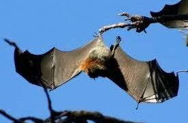 مهندسون وعلماء من الجامعة السويسريةيختبرون Drone تشبه الخفافيش وذات قدرة على الإمساكبالأعمدة والأشجار للمراقبة …