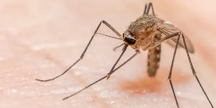 في انجاز وصفته بـ “النجاح التاريخي حقاً”منظمة الصحة العالمية تمنح مصرشهادة خلو من… الملاريا!