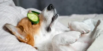 د. الياس ميشال الشويري يكتب عن:  مأساة الواقع اللبناني:  عندما تصبح حقوق الحيوان   في الدول المتقدمة  أفضل من حقوق الإنسان في لبنان…