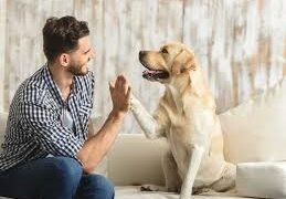 د. الياس ميشال الشويري يكتب عن الوفاء الحيواني والنفاق الإنساني: هل الكلاب أشرف من الناس؟