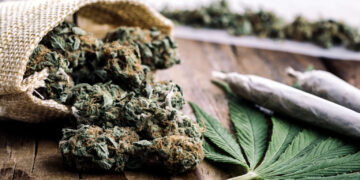…والماريغوانا والحشيش أيضاًخطر قاتل للصحة أكثر من السيجارة