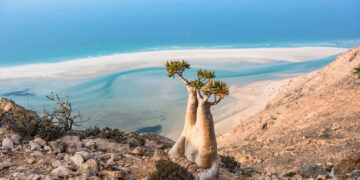 منظمة الصحة العالمية والإماراتتطلقان برنامجاً مشتركاًللحدّ من سوء التغذية بين اليمنيينفي جزيرة سقطرى…