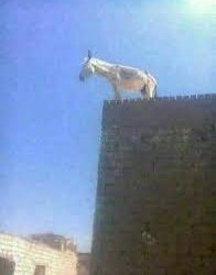 لبنان أهان الفهيم وكرّم البهيمد. الياس ميشال الشويري معلقاً:…واللبناني يعرف من سرقه وأذلّهويُعيد اختيار نفس الجلاد…