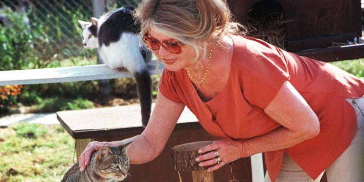 بريجيت باردو الراحلة عن 91 عاماً:3 عناوين بارزة رافقت مسيرتها..كانت مزعجة للنساء..مثيرة للرجالوأفلامها من مصادر الدخل القومي الفرنسي..