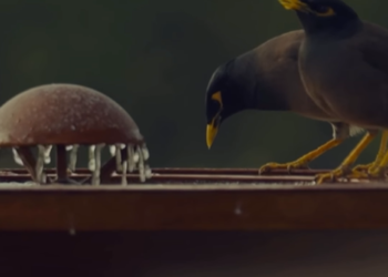 دبي تنشيء"نوافير الرحمة"لأرواءعطش الطيور والحيوانات البرية...