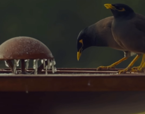 دبي تبدأ تنفيذ "نوافير الرحمة"المخصّصة لسقيا الطيور والحيوانات البرية