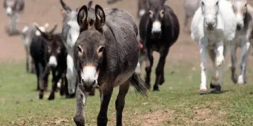 ذقنٌ بلا ضمير يكفي لقيادة قطيع من الحمير.. د. الياس ميشال الشويري معلّقا: لا مشكلة مع اللحى، طويلة كانت ام قصيرة فالمجتمعات تضعف حين تكفّ عن التفكير…