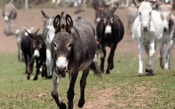 ذقنٌ بلا ضميريكفي لقيادة قطيع من الحمير..د. الياس ميشال الشويري معلّقا:لا مشكلة مع اللحىطويلة كانت ام قصيرةفالمجتمعات تضعف حين تكفّ عن التفكير...