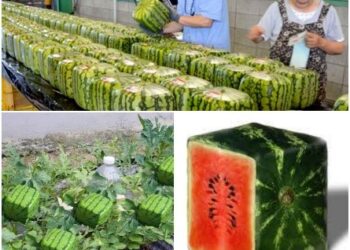 بِطّيختي المكعبة..