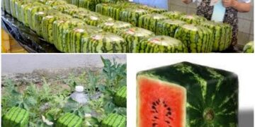 بِطّيختي المكعبة..