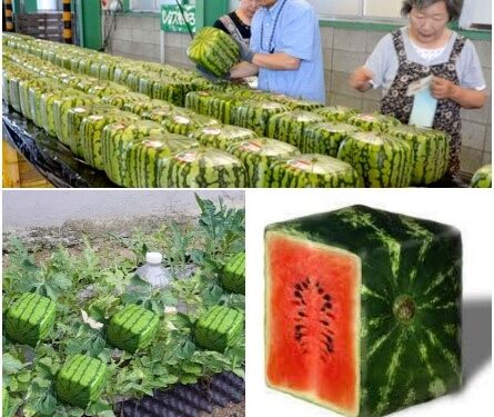 بِطّيختي المكعبة..