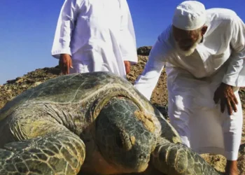 ألف سلحفاة تُحوّل شواطئ عُمانإلى حَضانة طبيعية عملاقة
