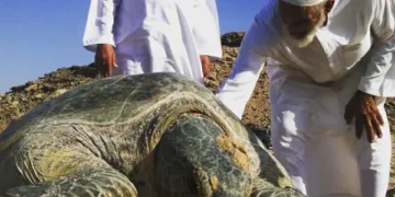 ألف سلحفاة تُحوّل شواطئ عُمان إلى حَضانة طبيعية عملاقة