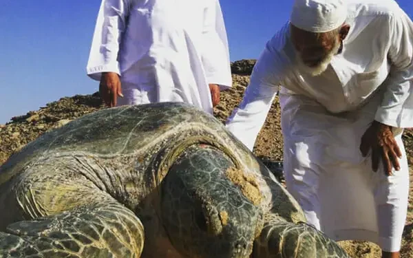ألف سلحفاة تُحوّل شواطئ عُمانإلى حَضانة طبيعية عملاقة