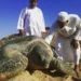 ألف سلحفاة تُحوّل شواطئ عُمانإلى حَضانة طبيعية عملاقة